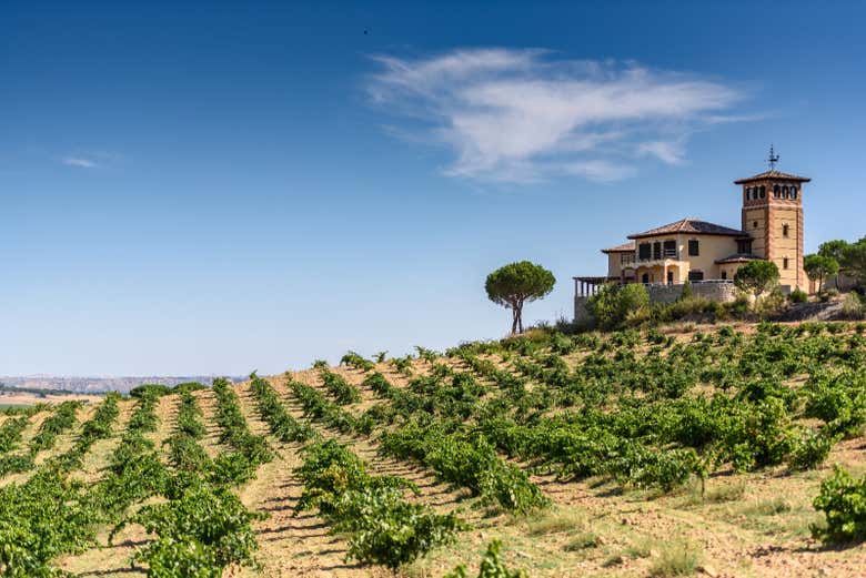 Vignobles des caves