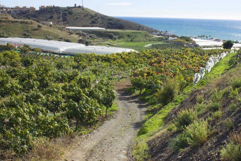 Conociendo todos los secretos de las frutas tropicales