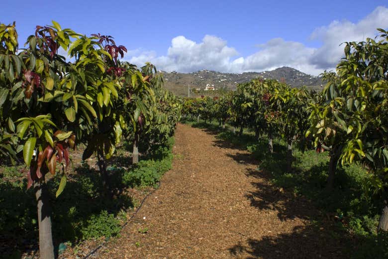 Recorriendo una finca de aguacates