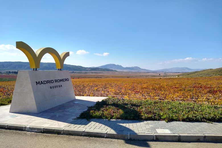 Viñedo propio de Bodega Madrid Romero