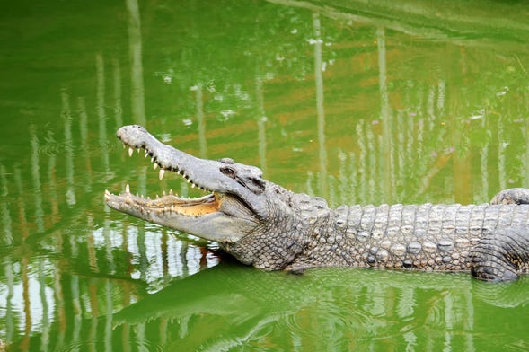 Ingresso do Crocodile Park