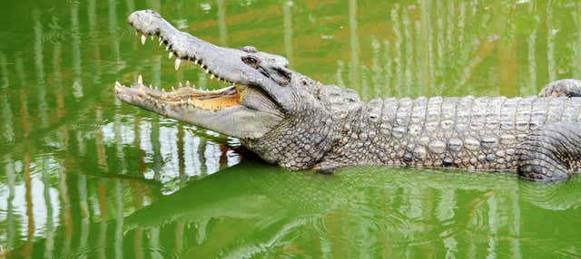 Entrada a Crocodile Park