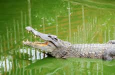 Entrada a Crocodile Park
