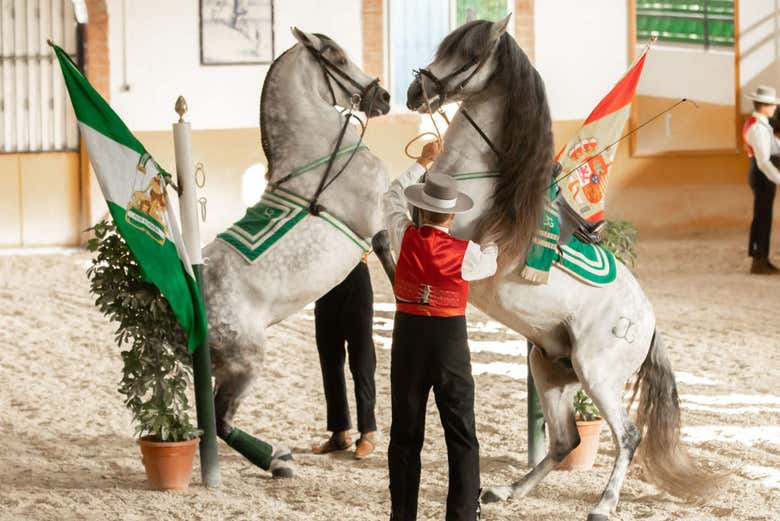 Horses dancing as part of the show