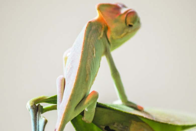 Camaleão colorido