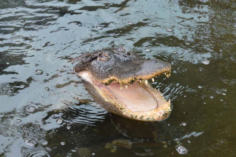 Crocodilo abrindo a mandíbula