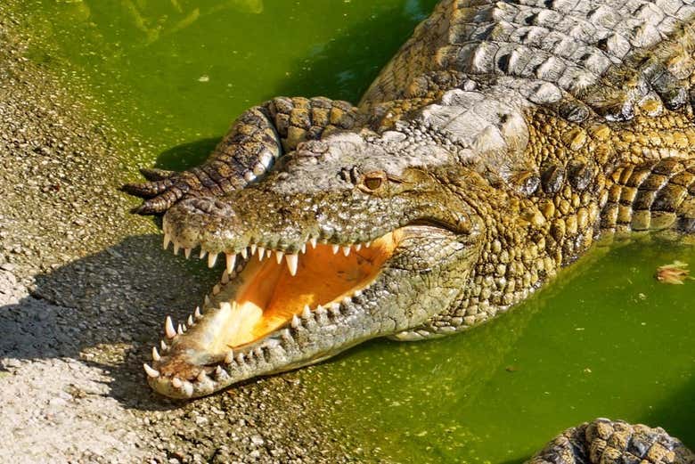 Paco, o crocodilo