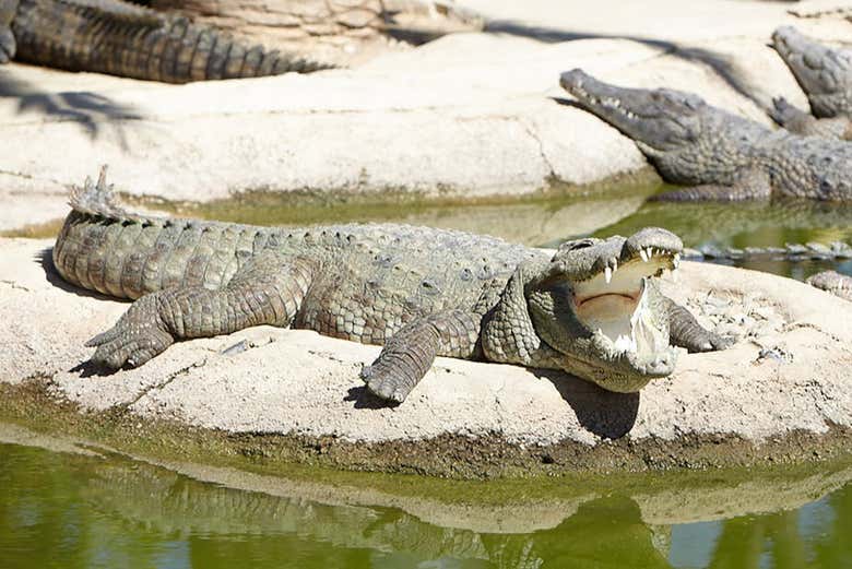 Crocodilo no parque