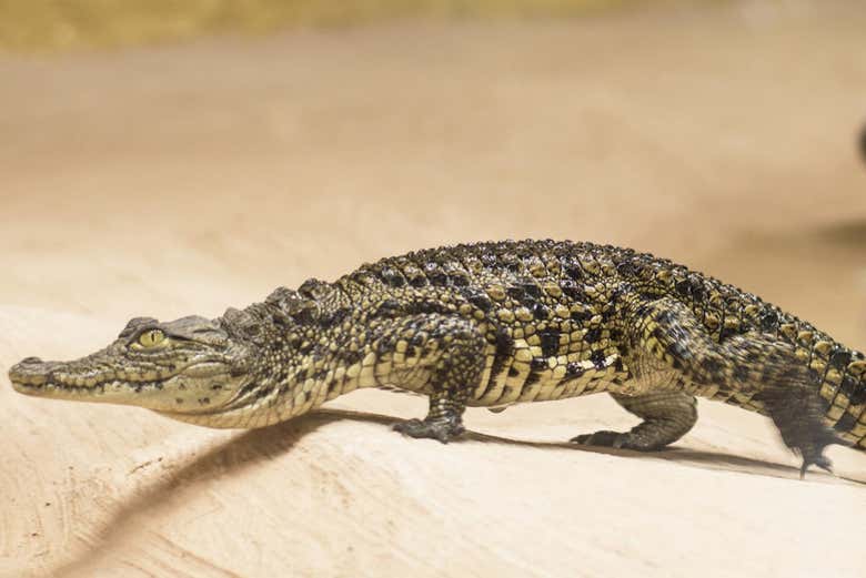 Diferentes espécies de crocodilos