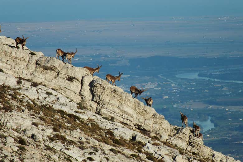 Stambecchi sul monte Caro