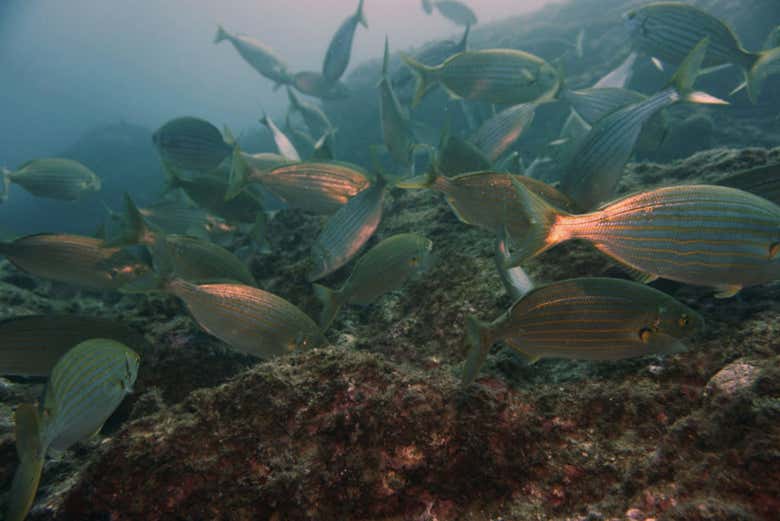 Poissons à Tossa de Mar