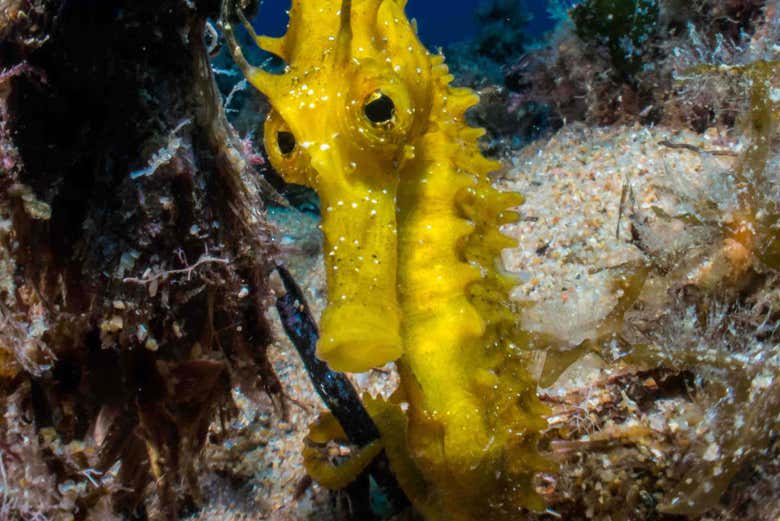 A seahorse in the waters of Tossa de Mar