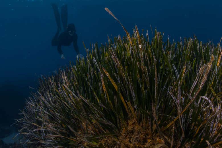 Experiencia de snorkel en Tossa de Mar