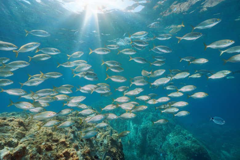 Banco de peces en Tossa de Mar