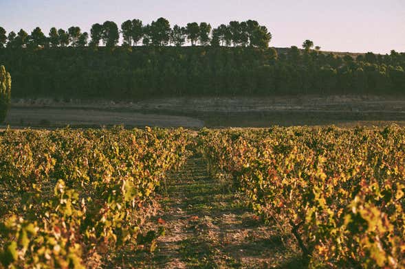 Visite de la Bodega Tovar