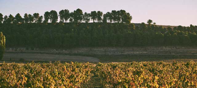 Visite de la Bodega Tovar