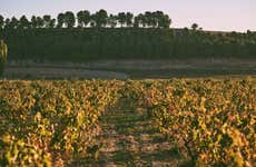Visita a la Bodega Tovar