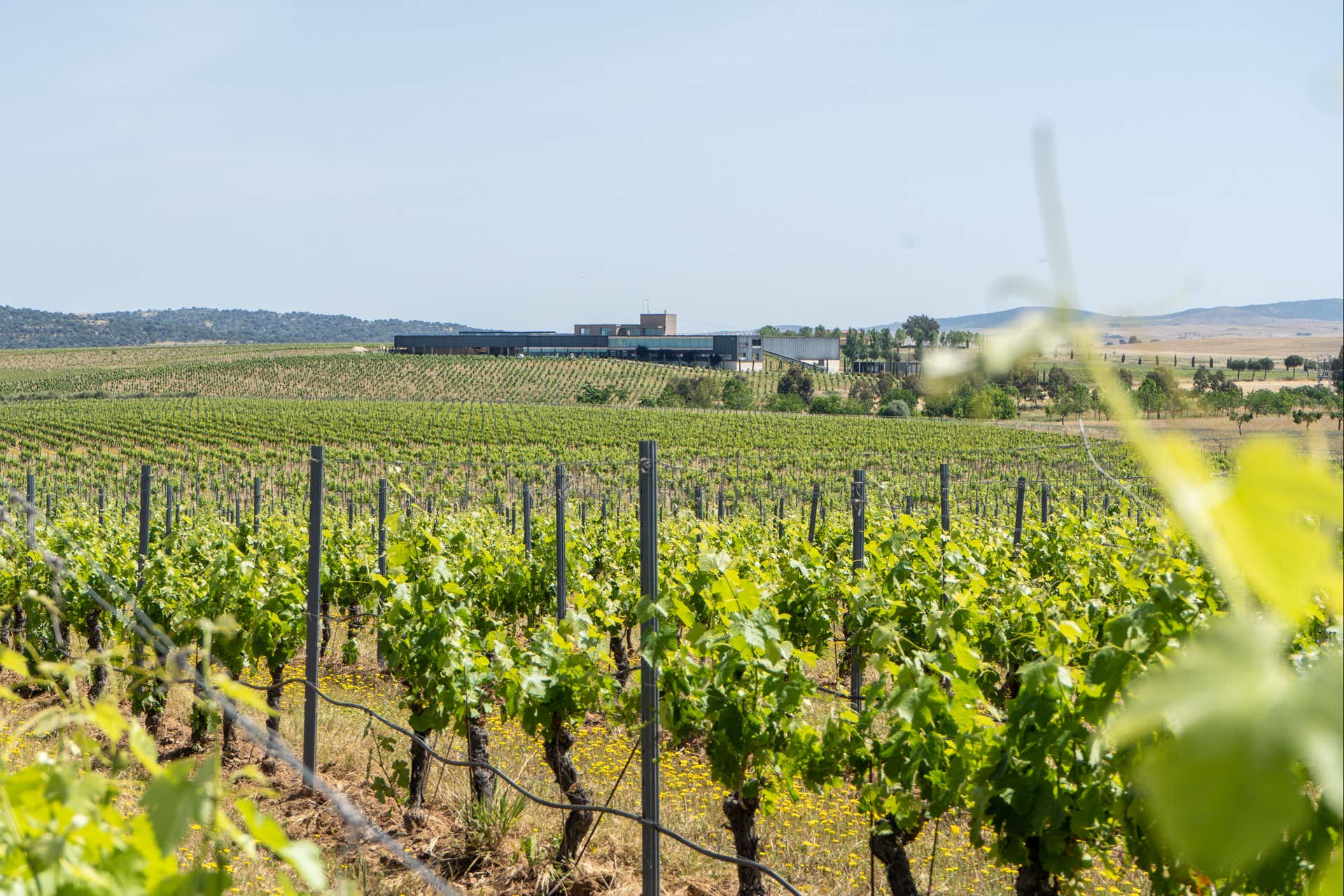 Visita a las bodegas Habla