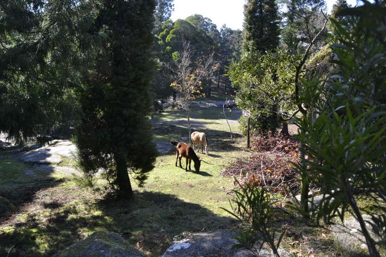 Caballos pastando en el Monte Aloia