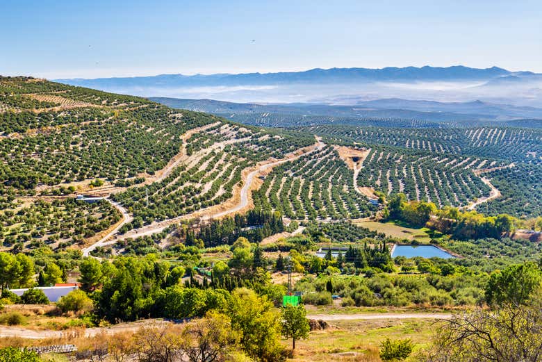 Mar de olivos de Úbeda