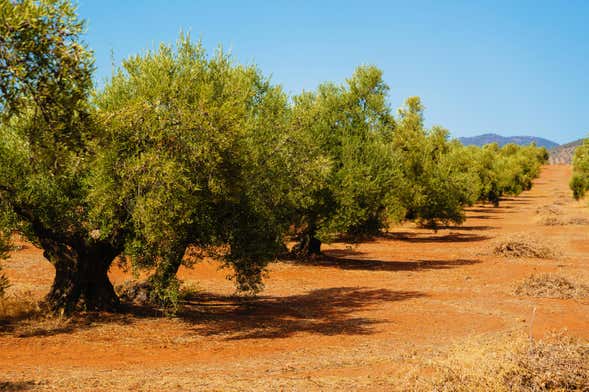 Visita a un olivar + Cata de aceite
