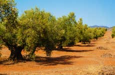 Visita di un uliveto + Degustazione di olio