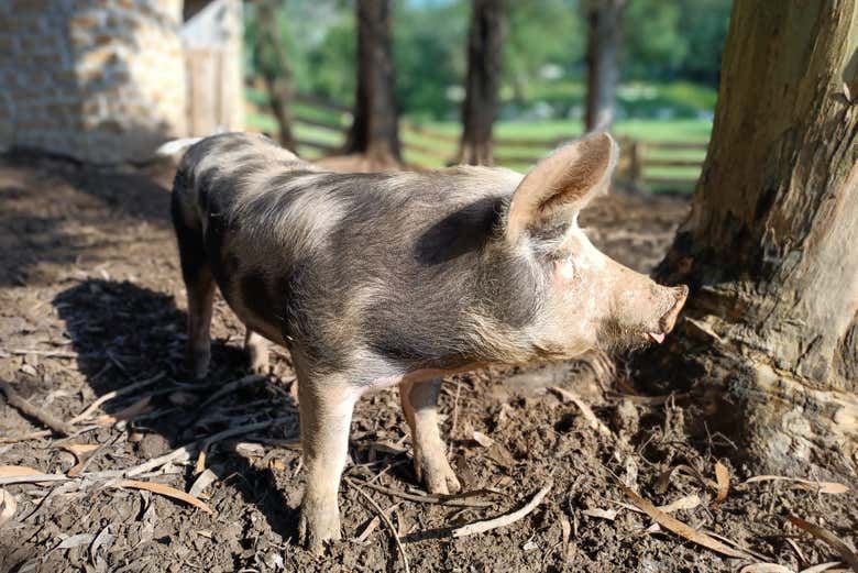 Cerdo blanco y negro en la granja de abejas en Udías