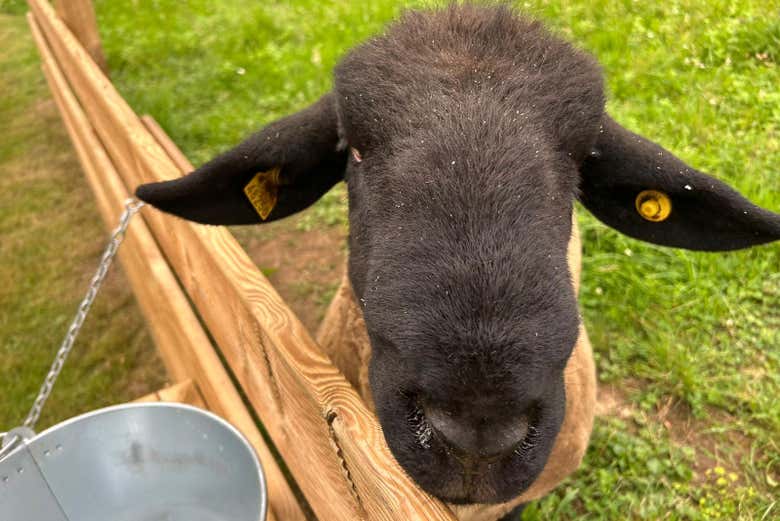 Conoceremos estos amigables animales en la granja