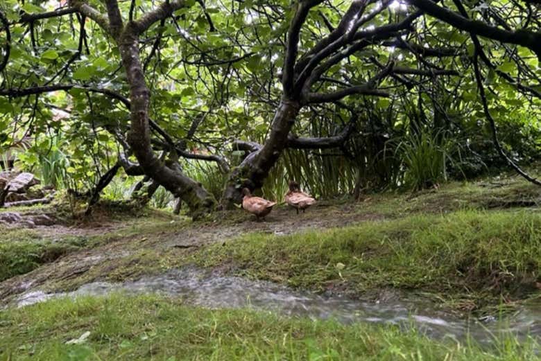 Patos en la granja de abejas en Udías