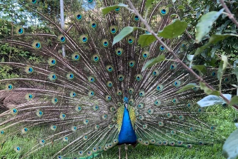 Pavo real azul en la granja en Udías