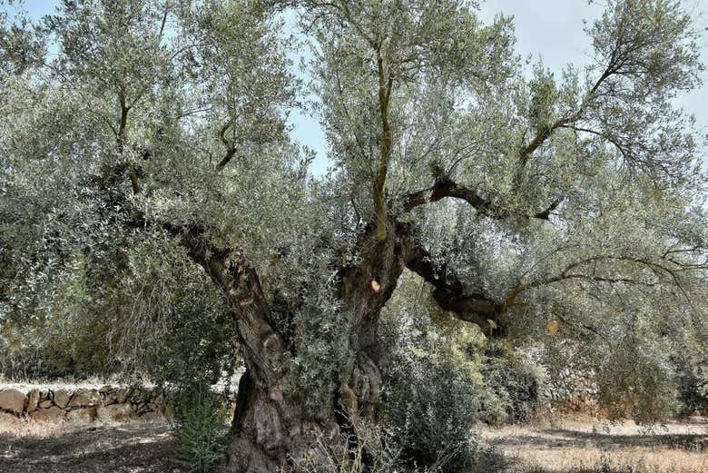 Olivos milenarios del Arión