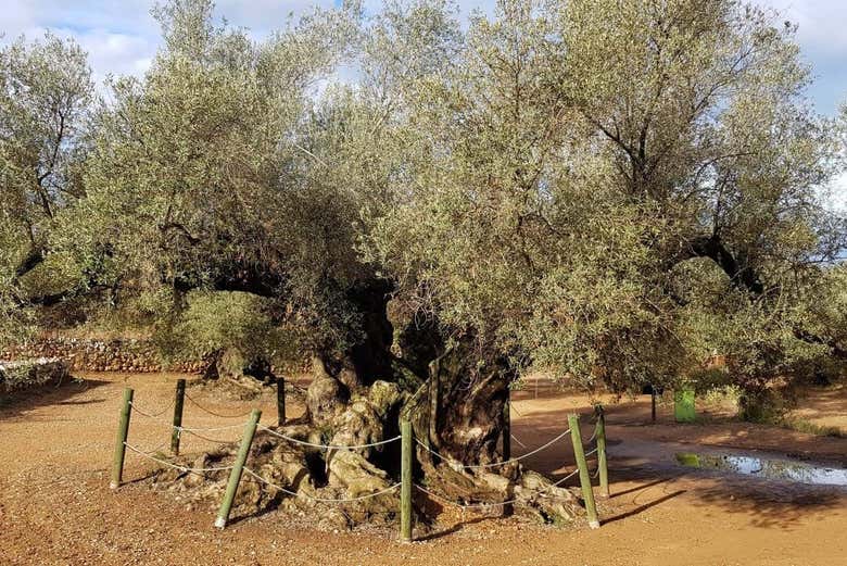 Museu natural das oliveiras milenárias