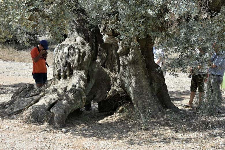 Oliveiras em Arión