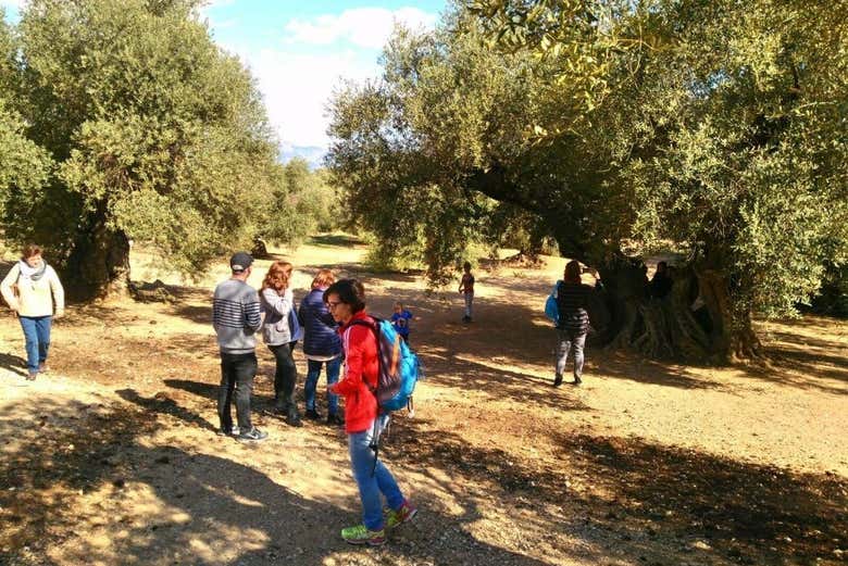Visitando as oliveiras milenárias