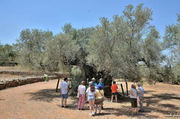 Visita a los olivos milenarios del Arión + Cata de aceite