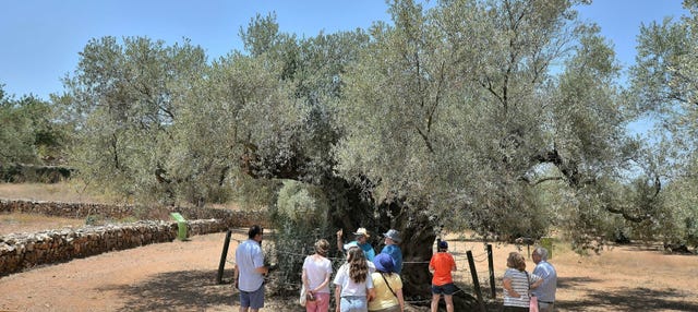 Visita a los olivos milenarios del Arión + Cata de aceite