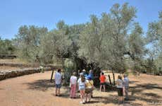 Visita a los olivos milenarios del Arión + Cata de aceite