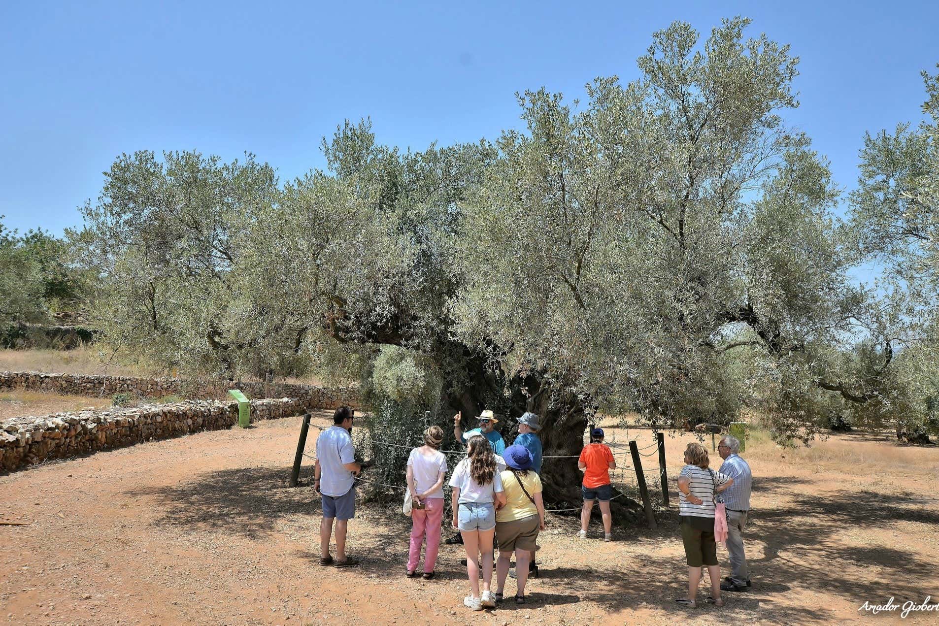 Visita a los olivos milenarios del Arión + Cata de aceite