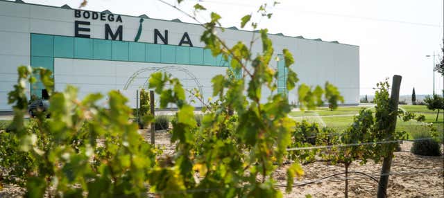 Cata de vino, queso y aceite en la Bodega Emina