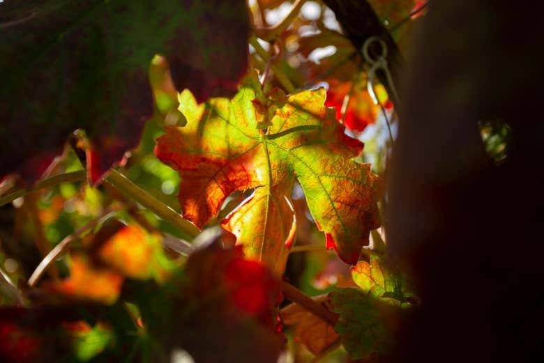 Les vignes en automne