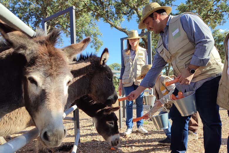 Dando de comer a los burros