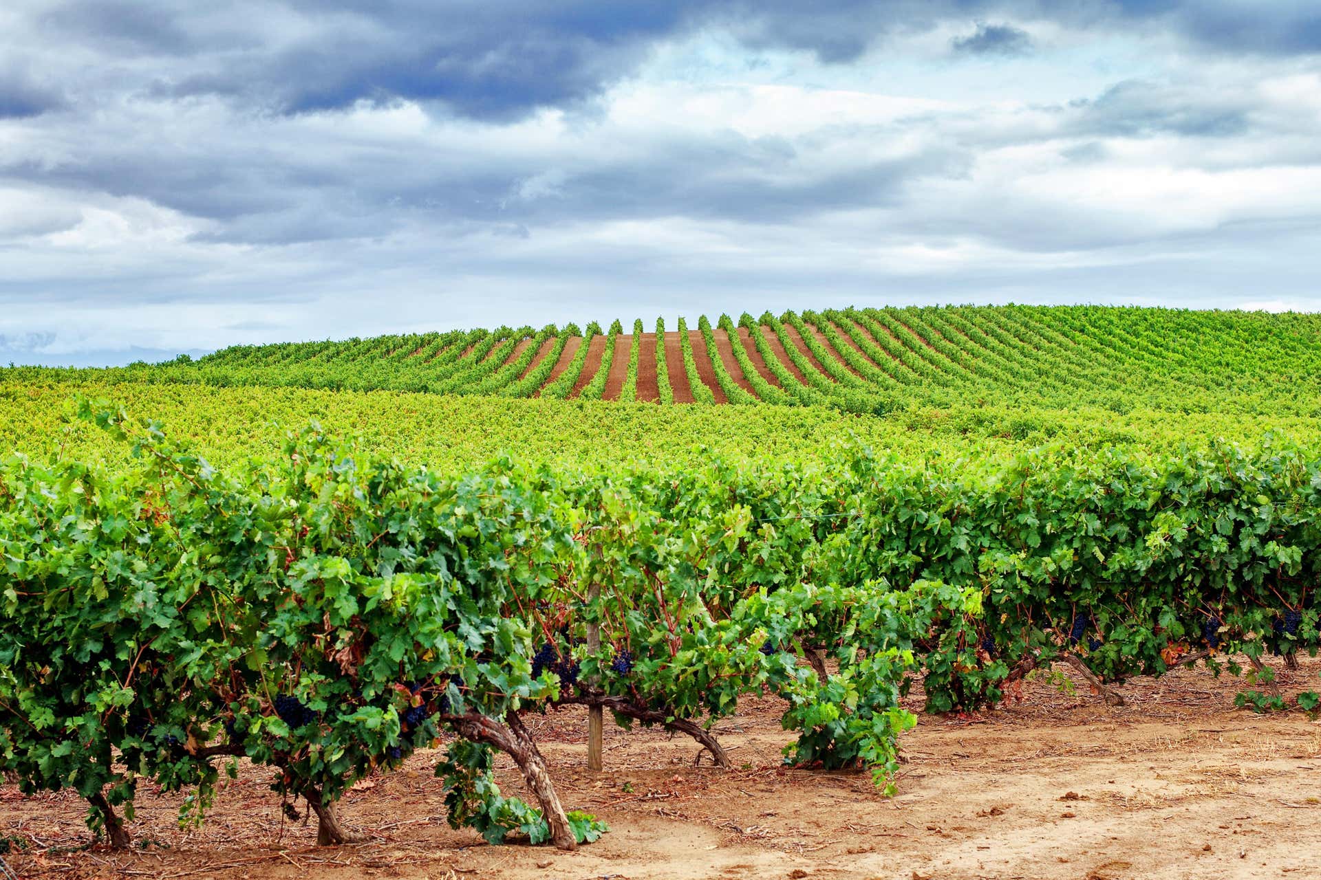 Visita guiada por Valdepeñas + Museo del Vino