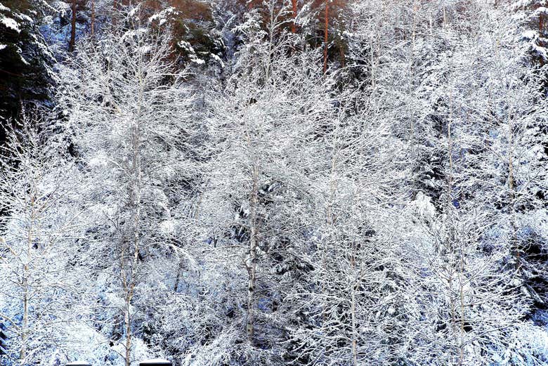Un árbol completamente nevado