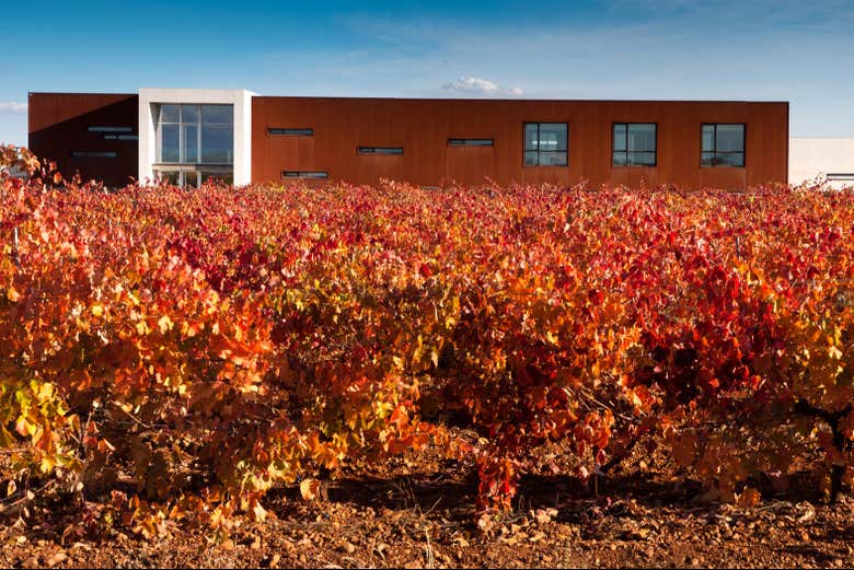 Viñedos de la bodega Leyenda del Páramo