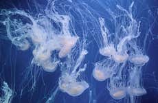 Biglietti per l'Oceanogràfic