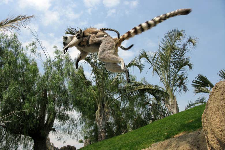Osserverete il comportamento abituale degli animali