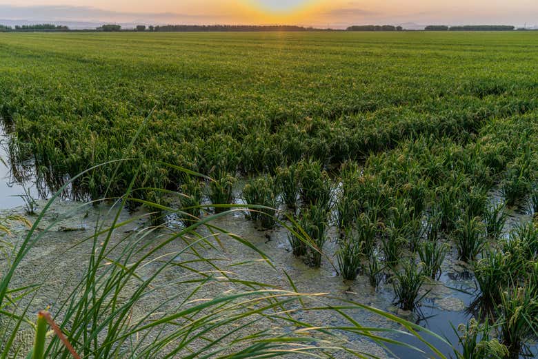 Contemplando los campos de arroz