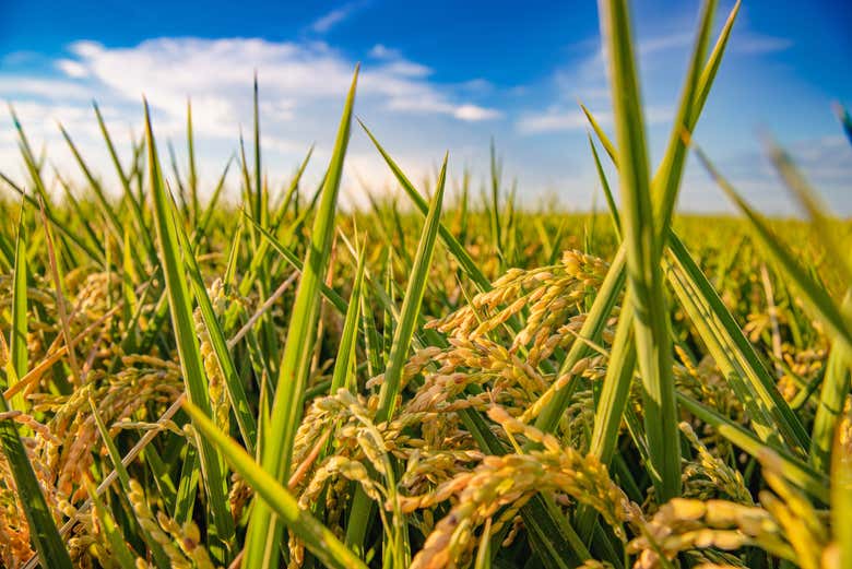Recorriendo los campos de arroz de la Albufera