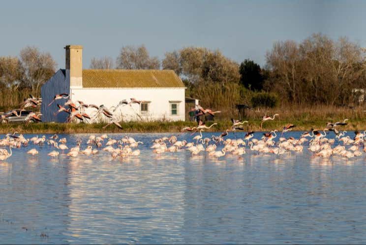 Flamingos voando sobre Albufera