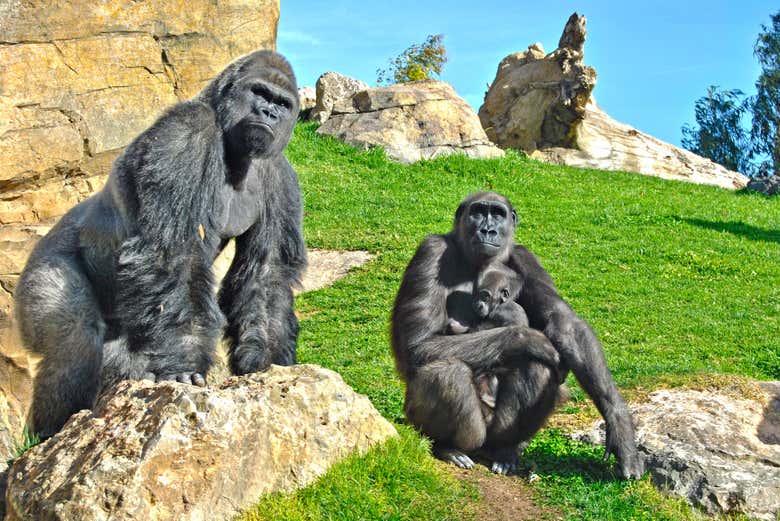 Gorilla nel Bioparc